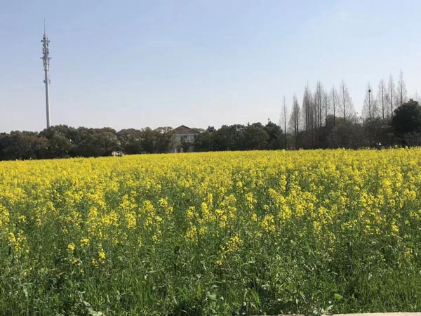 虹口区刑事案件律师来讲讲三亚金阳光温泉小区非法倒卖、让渡土地使用权案